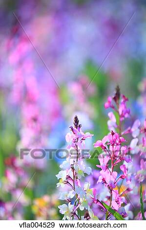 Flower garden View Large Photo Image Stock Photo - Flower garden. Fotosearch