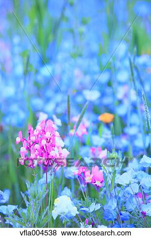Flower garden View Large Photo Image Stock Photo - Flower garden. Fotosearch