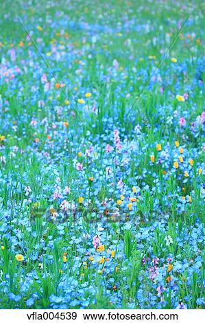 Flower garden View Large Photo Image Stock Photo - Flower garden. Fotosearch