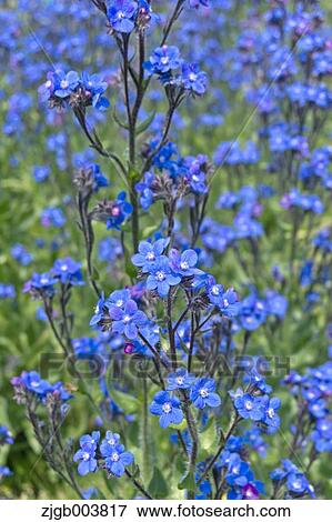 Stock Photo - Flower garden. Fotosearch