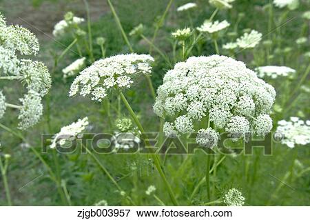 Flower garden View Large Photo Image Stock Photo - Flower garden. Fotosearch