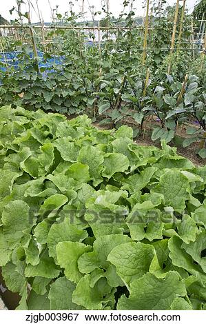 Stock Photo - Flower garden. Fotosearch