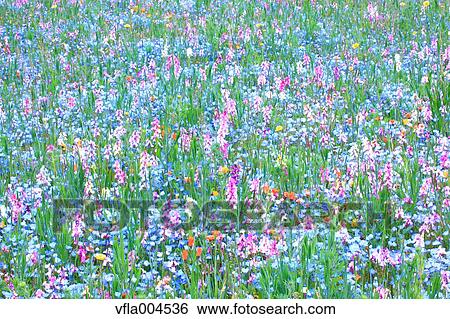 Flower garden View Large Photo Image Stock Photograph - Flower garden. Fotosearch