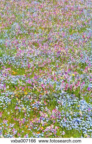 Stock Photograph - Flower garden. Fotosearch