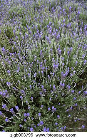 Flower garden View Large Photo Image Stock Photograph - Flower garden. Fotosearch