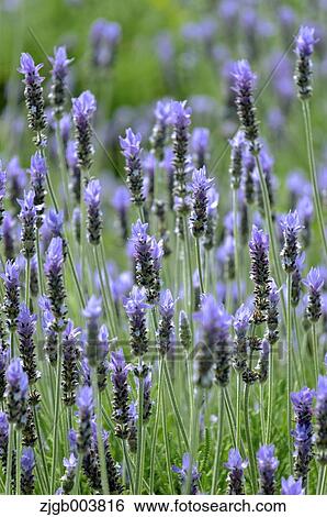 Flower garden View Large Photo Image Stock Photograph - Flower garden. Fotosearch