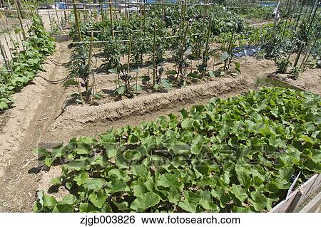 Flower garden View Large Photo Image Stock Photograph - Flower garden. Fotosearch