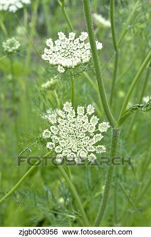 Flower garden View Large Photo Image Stock Photograph - Flower garden. Fotosearch