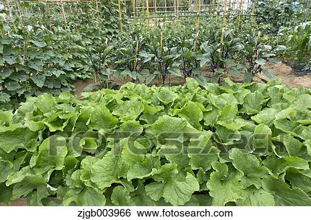 Stock Photograph - Flower garden. Fotosearch