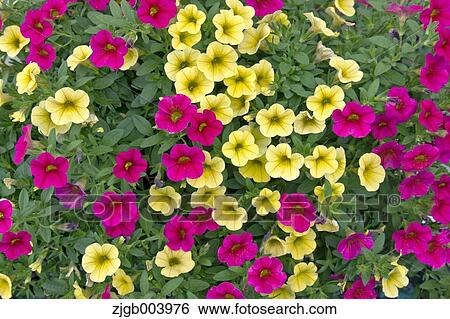 Stock Photograph - Flower garden. Fotosearch