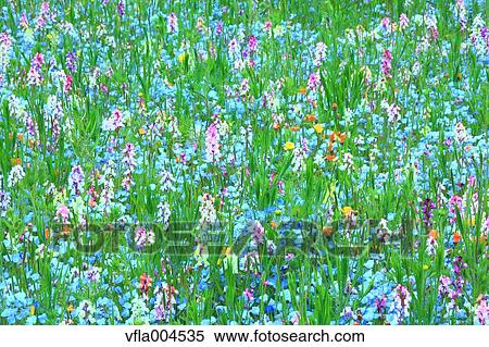 Flower garden View Large Photo Image Stock Photography - Flower garden. Fotosearch