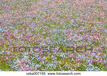 Flower garden View Large Photo Image Stock Photography - Flower garden. Fotosearch