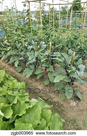 Flower garden View Large Photo Image Stock Photography - Flower garden. Fotosearch