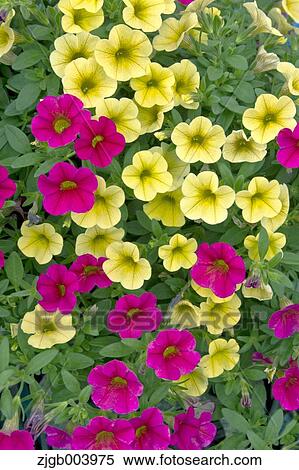 Stock Photography - Flower garden. Fotosearch