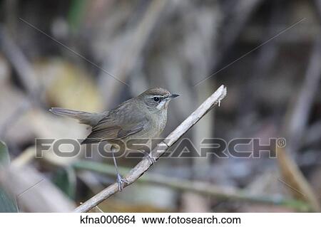 Flycatcher View Large Photo Image Picture - Flycatcher. Fotosearch