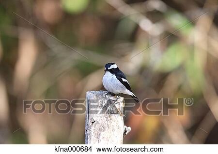 Flycatcher View Large Photo Image Picture - Flycatcher. Fotosearch