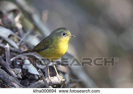 Flycatcher View Large Photo Image Picture - Flycatcher. Fotosearch