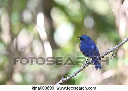 Flycatcher View Large Photo Image Stock Image - Flycatcher. Fotosearch