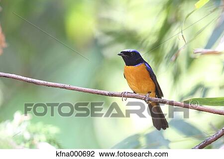 Flycatcher View Large Photo Image Stock Image - Flycatcher. Fotosearch
