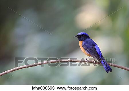 Flycatcher View Large Photo Image Stock Image - Flycatcher. Fotosearch