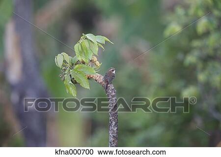 Flycatcher View Large Photo Image Stock Image - Flycatcher. Fotosearch