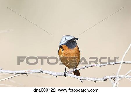 Stock Image - Flycatcher. Fotosearch