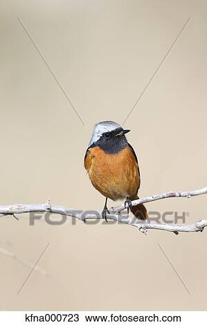 Flycatcher View Large Photo Image Stock Image - Flycatcher. Fotosearch