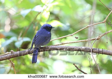 Flycatcher View Large Photo Image Stock Photo - Flycatcher. Fotosearch