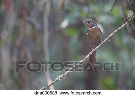 Flycatcher View Large Photo Image Stock Photo - Flycatcher. Fotosearch