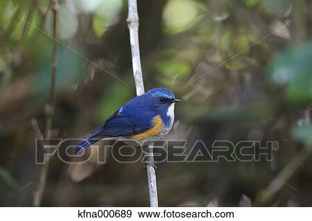 Flycatcher View Large Photo Image Stock Photo - Flycatcher. Fotosearch