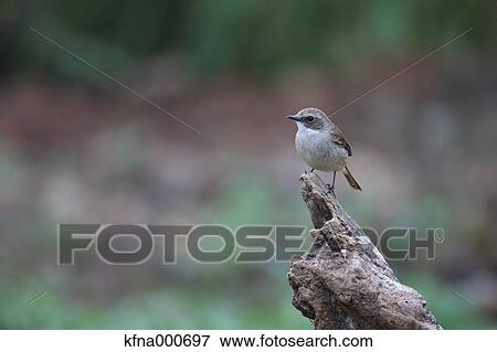 Flycatcher View Large Photo Image Stock Photo - Flycatcher. Fotosearch