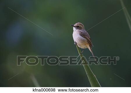 Flycatcher View Large Photo Image Stock Photo - Flycatcher. Fotosearch
