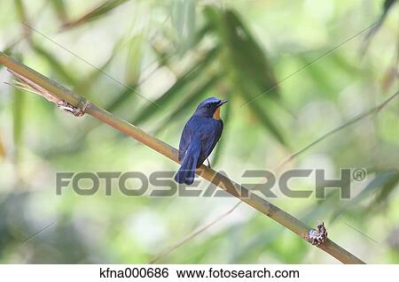 Flycatcher View Large Photo Image Stock Photograph - Flycatcher. Fotosearch