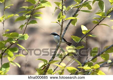 Flycatcher View Large Photo Image Stock Photography - Flycatcher. Fotosearch