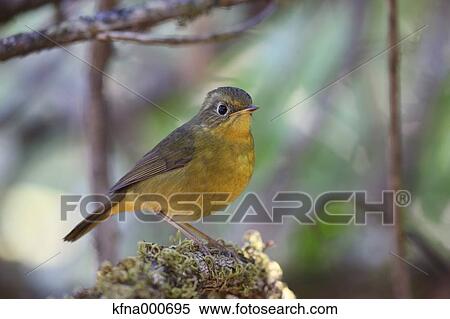 Flycatcher View Large Photo Image Stock Photography - Flycatcher. Fotosearch