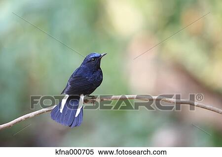 Flycatcher View Large Photo Image Stock Photography - Flycatcher. Fotosearch