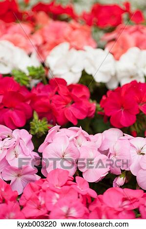 Geranium View Large Photo Image Stock Image - Geranium. Fotosearch
