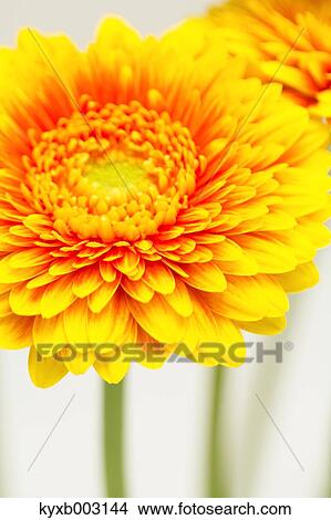 Picture - Gerbera. Fotosearch