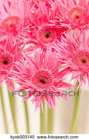 Gerbera View Large Photo Image Stock Image - Gerbera. Fotosearch