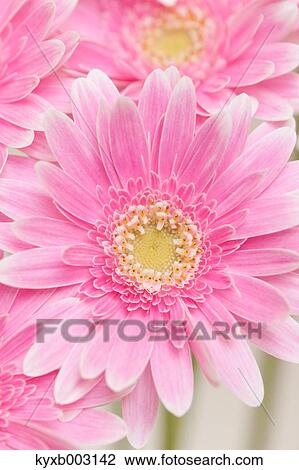 Stock Image - Gerbera. Fotosearch