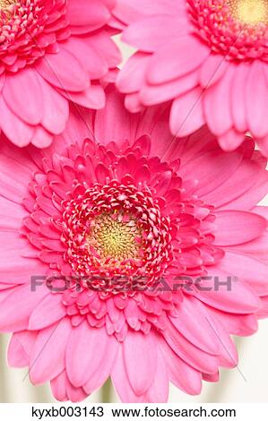 Stock Image - Gerbera. Fotosearch