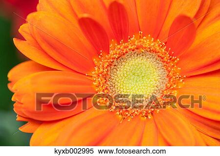 Gerbera View Large Photo Image Stock Photography - Gerbera. Fotosearch