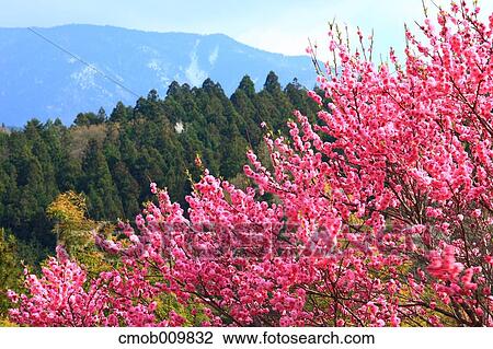 "Gifu Prefecture, Japan" View Large Photo Image Stock Image - "Gifu Prefecture, Japan". Fotosearch