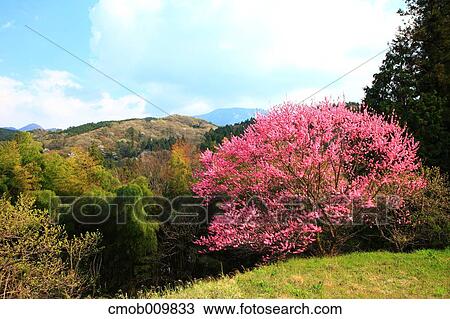 Stock Image - "Gifu Prefecture, Japan". Fotosearch