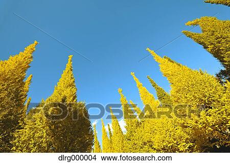 Ginkgo Biloba Trees View Large Photo Image Picture - Ginkgo Biloba Trees. Fotosearch