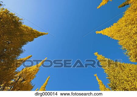 Picture - Ginkgo Biloba Trees. Fotosearch
