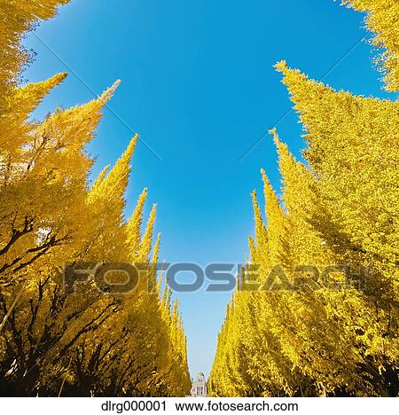 Ginkgo Biloba Trees View Large Photo Image Stock Image - Ginkgo Biloba Trees. Fotosearch