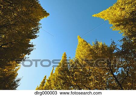 Ginkgo Biloba Trees View Large Photo Image Stock Image - Ginkgo Biloba Trees. Fotosearch