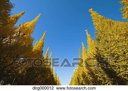 Stock Image - Ginkgo Biloba Trees. Fotosearch