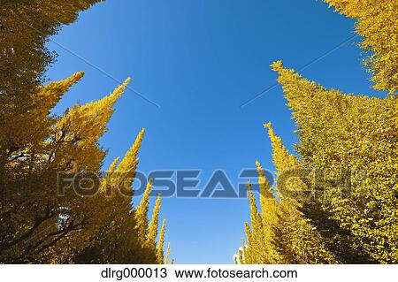 Ginkgo Biloba Trees View Large Photo Image Stock Image - Ginkgo Biloba Trees. Fotosearch